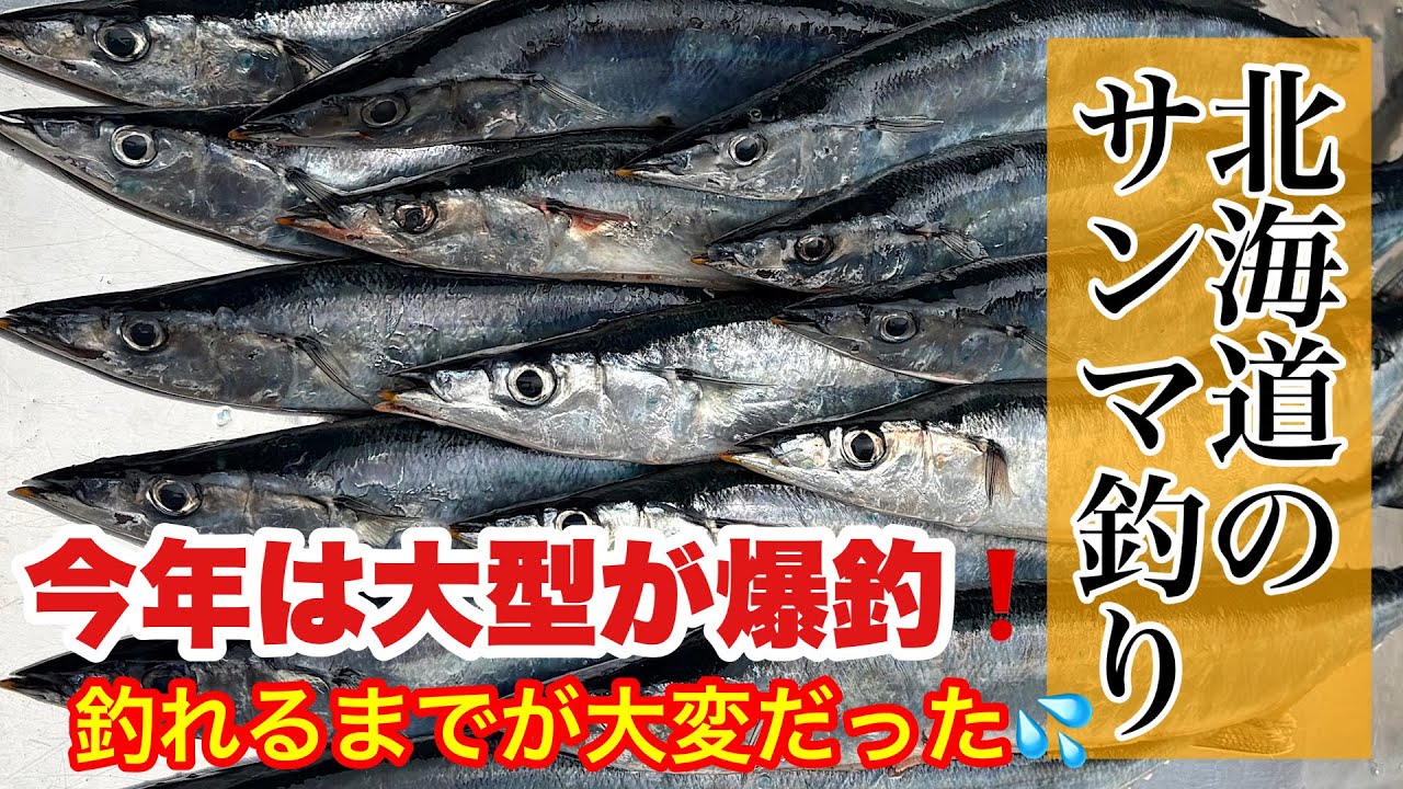【サンマ釣り】オホーツク海でサンマが大漁！こんなに釣れていいのってぐらい凄かったけど、釣れるまで苦労しました！