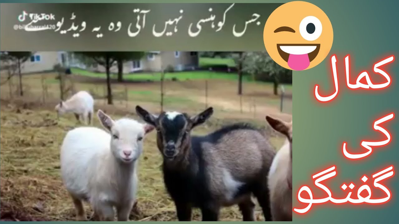 Best Funny Talk In Two Goats 🐐\\ Funny Video  🔥