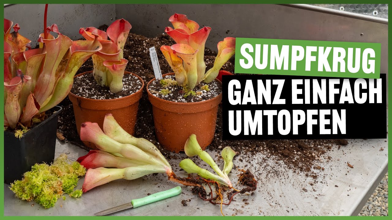 #129 Heliamphora umtopfen und vermehren, so einfach geht es