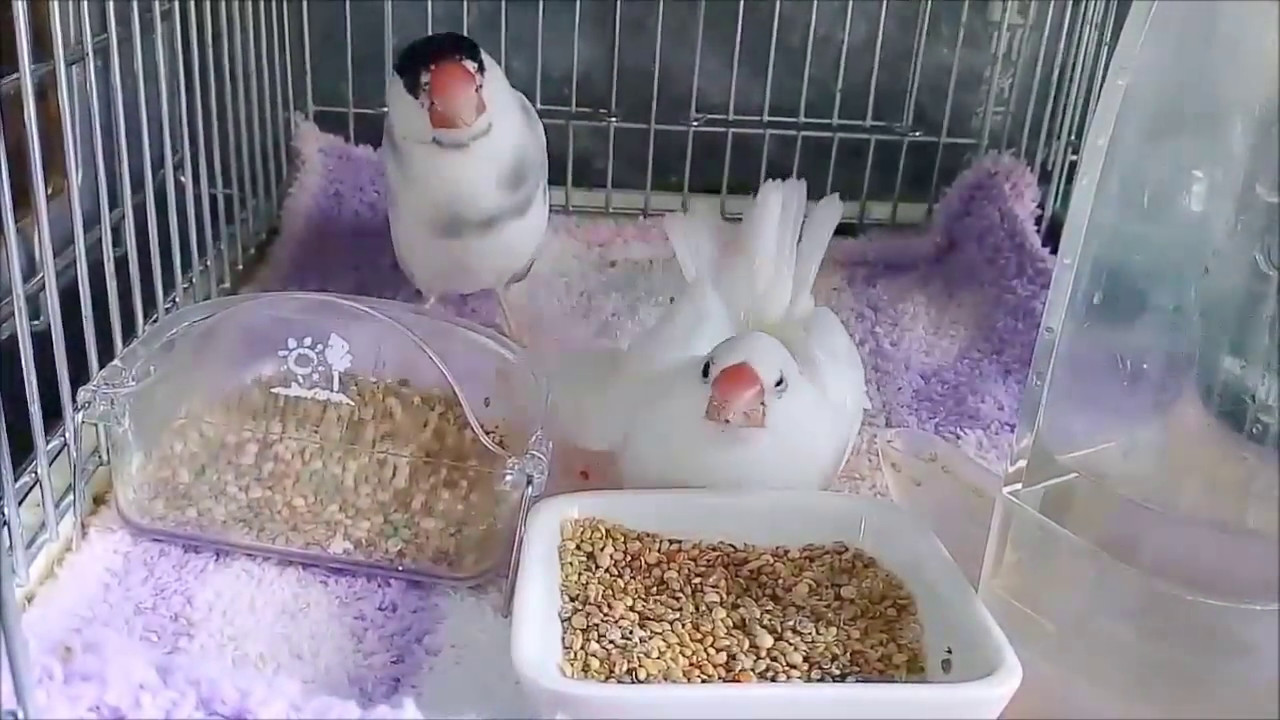 文鳥の介護 #20 老鳥用エサ入れ java sparrow.