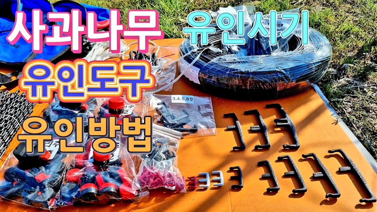 (제47화)사과나무 유인도구 종류/유인방법/유인시기/사용방법
