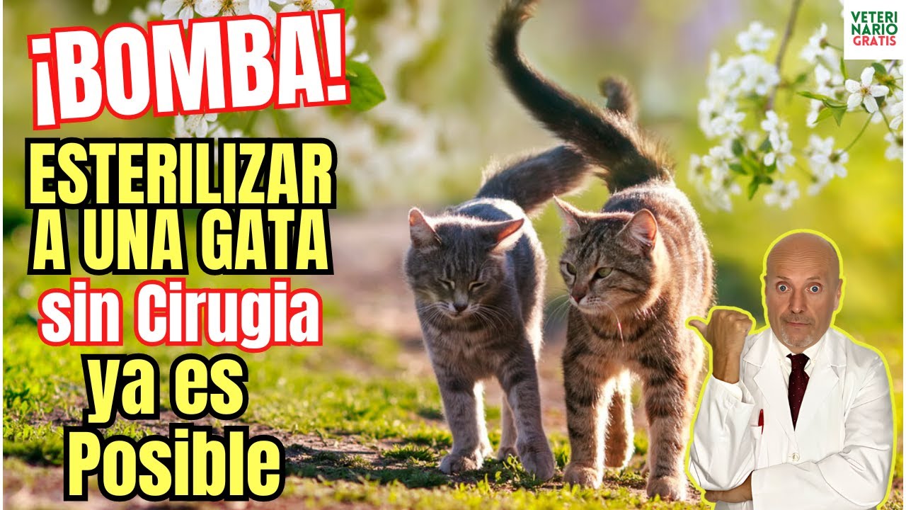 🙀 NUEVA FORMA DE ESTERILIZAR A UNA GATA SIN CIRUGÍA CON UNA SOLA INYECCION 🙀