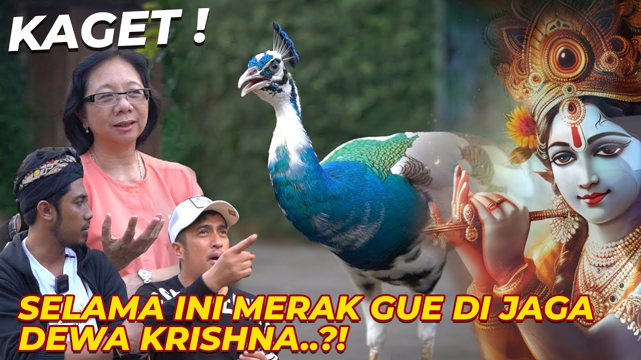BEGINI ALASANNYA..KENAPA SEMUA MERAK DI DEHAKIMS BISA BERKEMBANG BIAK&TIDAK KABUR..