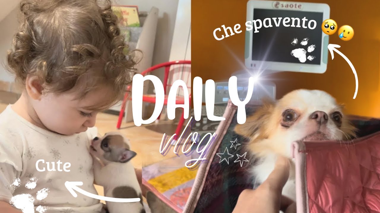 VLOG DA ALLEVATRICE DI CHIHUAHUA E MAMMA DI UNA BAMBINA DI UN ANNO ecografie gravidanza Merida