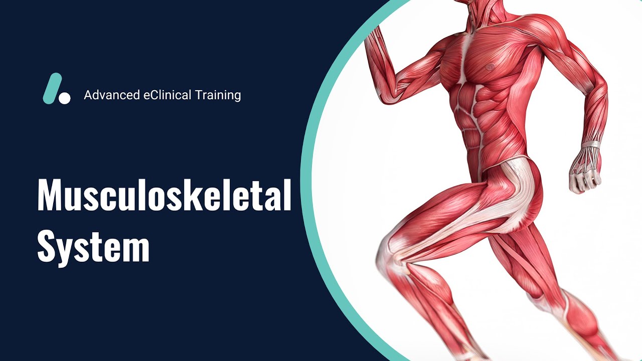 Musculoskeletal System - Anatomy & Physiology Review