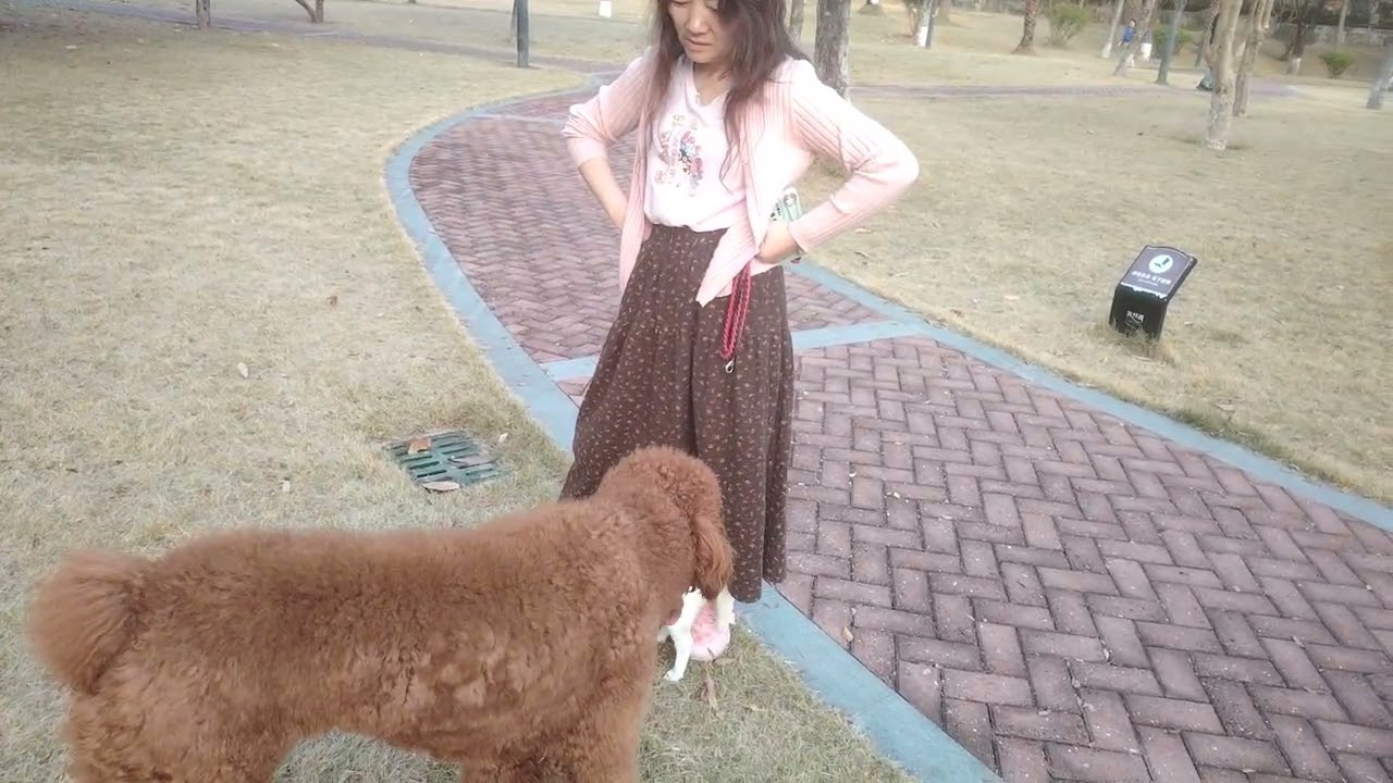#jackrussellterrier Nala plays with her new friend #pets #dogshorts #livinginchina #puppy #doglife 