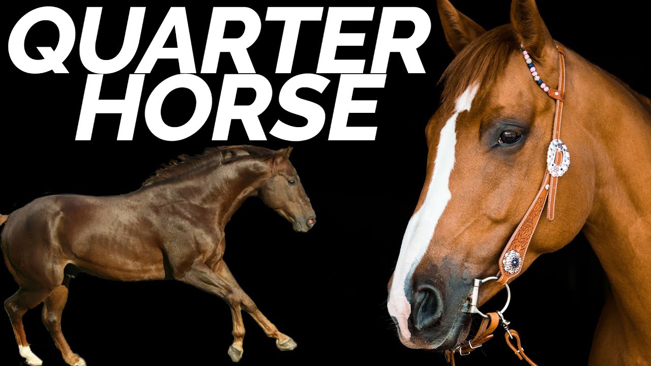 8 Facts You Didn't Know About the American Quarter Horse