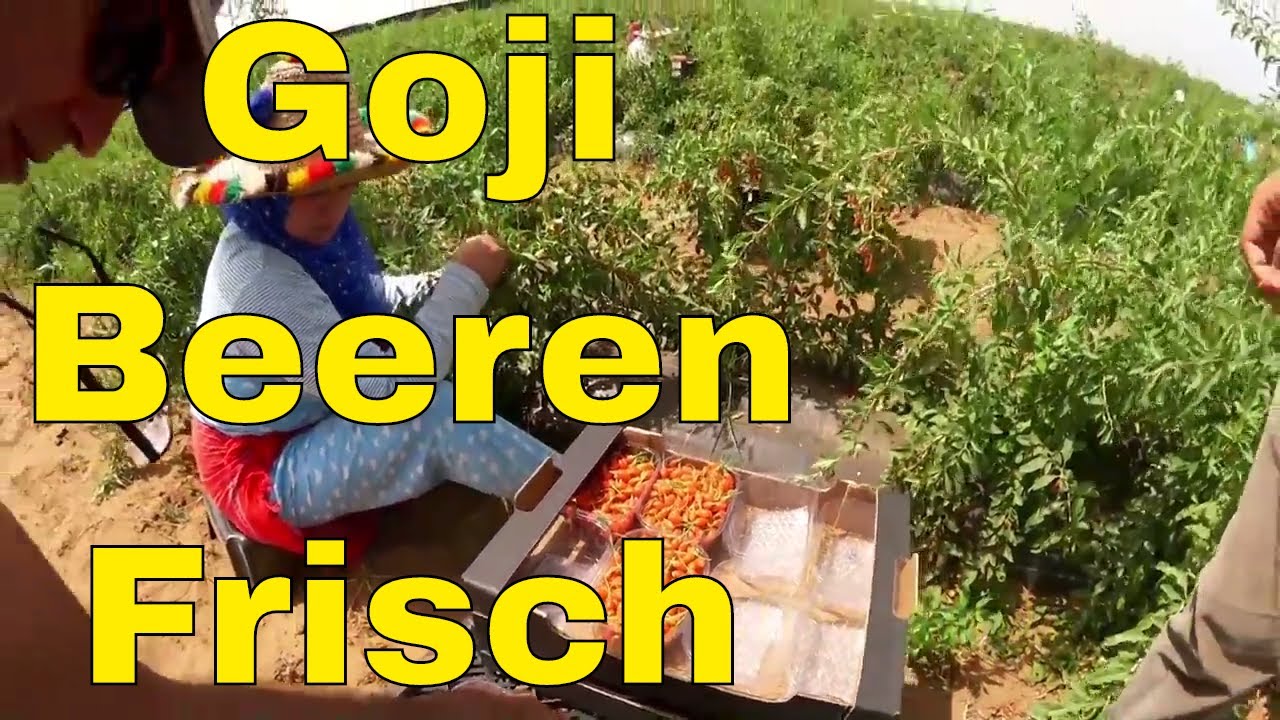 Frische Goji Beeren kaufen in Deutschland