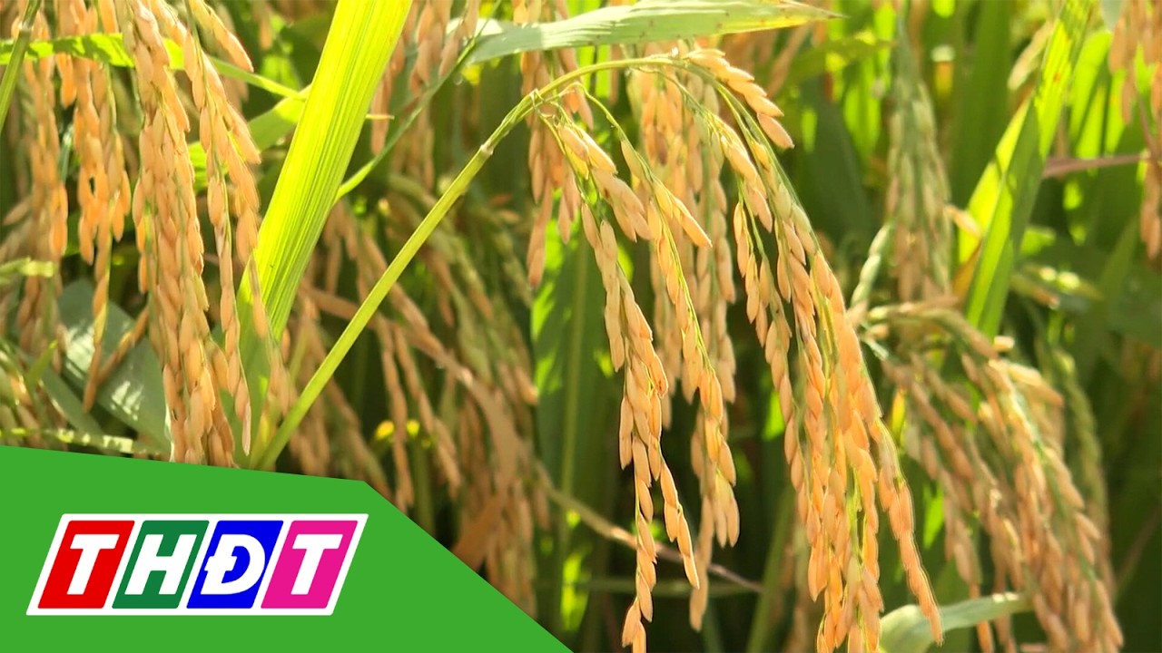 Đài thơm 8 dẫn đầu tỷ trọng gạo xuất khẩu của Việt Nam | THDT