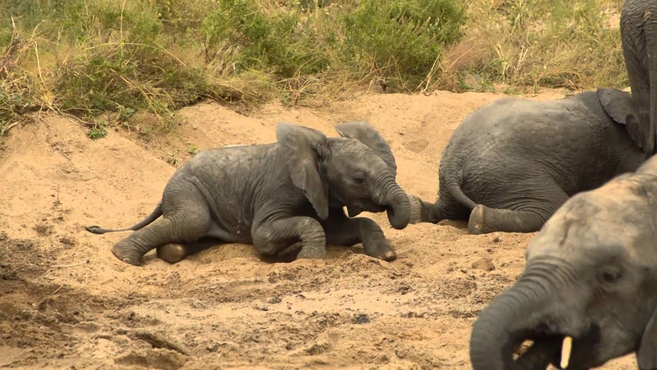 Adorable Baby Elephants at Play