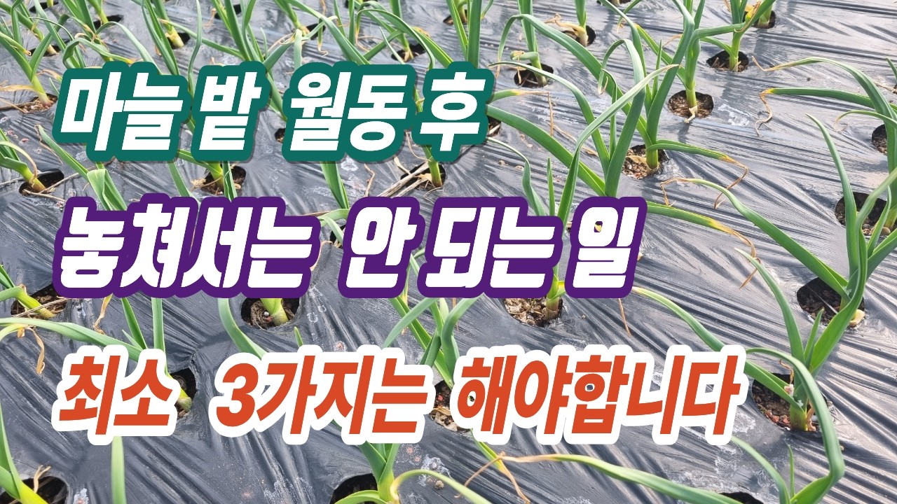 [텃밭] 월동 후 마늘 밭에서 놓쳐서는 안되는 3가지가 굵은 마늘의 성패를 결정합니다