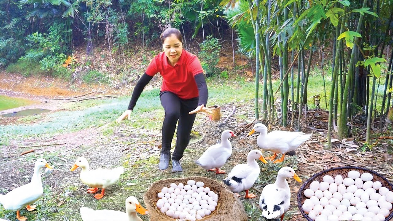 Harvesting 1000+ Duck Eggs &ndash; Village Life Duck Farming and Egg Collecting!