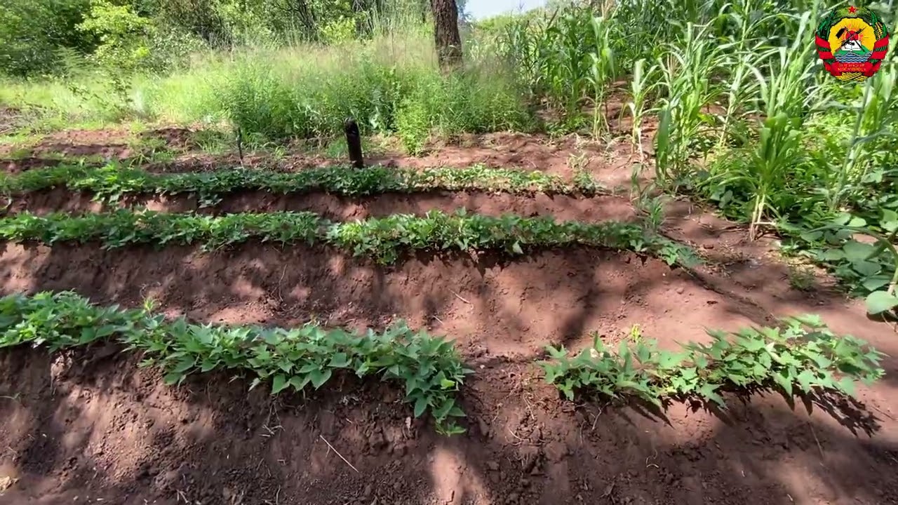 Governo do distrito de Guro: Monitoria da campanha agrária e avaliação do impacto das chuvas