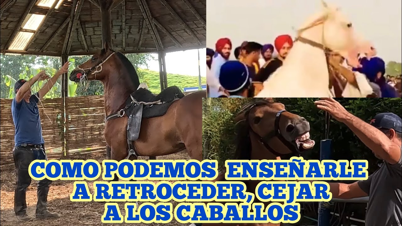 COMO PODEMOS ENSEÑARLE A RETROCEDER, CEJAR A LOS CABALLOS