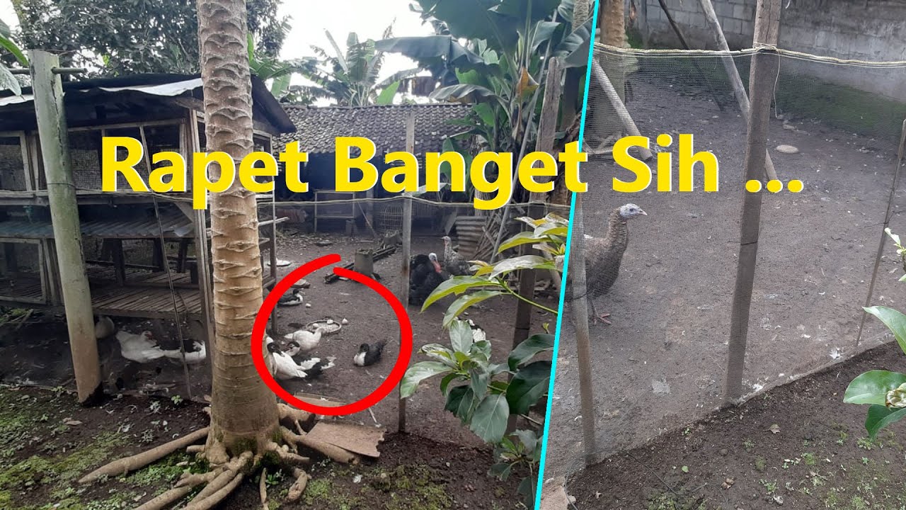 Cara Memasang Jaring Pagar Ayam Simpel dan Kokoh