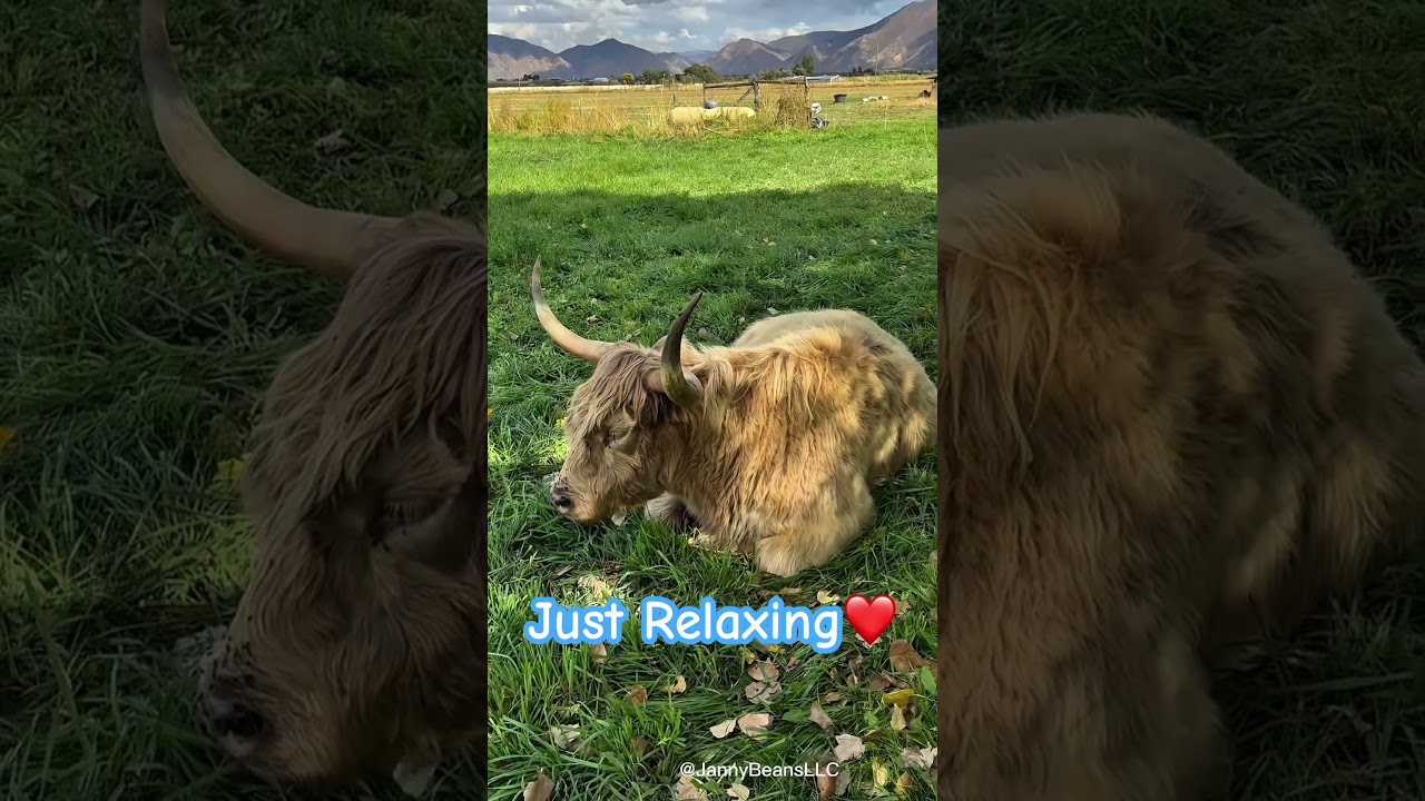 Highland Cow Calm & Cozy 🐮