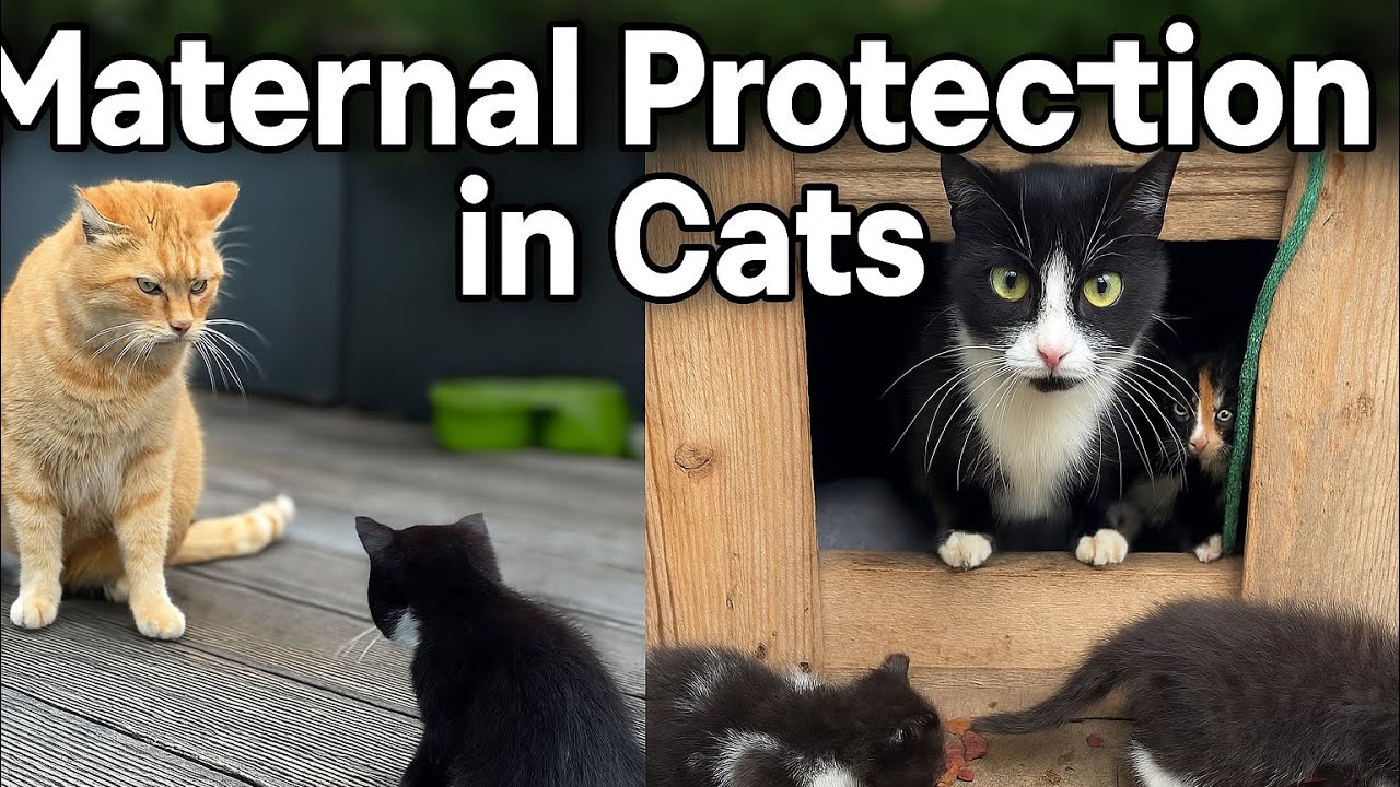 Fierce Mama Cat Protects Her Kitten from Intruder Cat &ndash; Real Feline Instincts in Action!