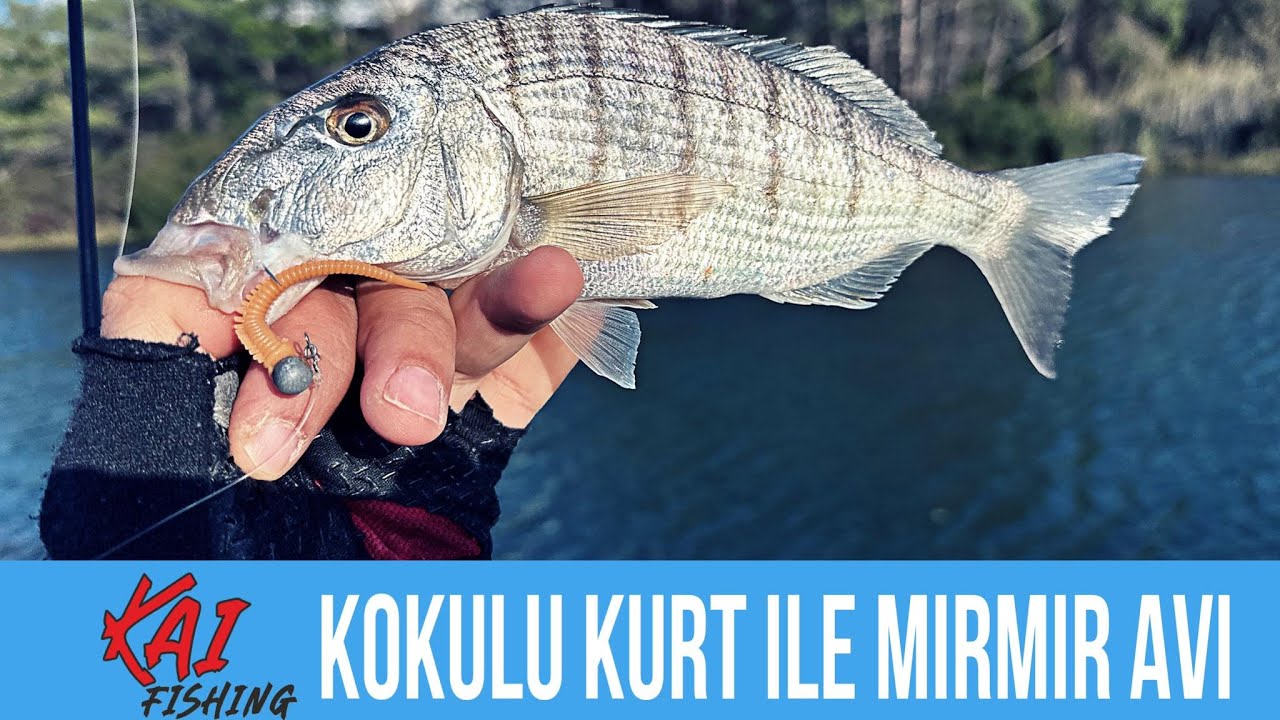 BÜYÜK MIRMIR AVI
