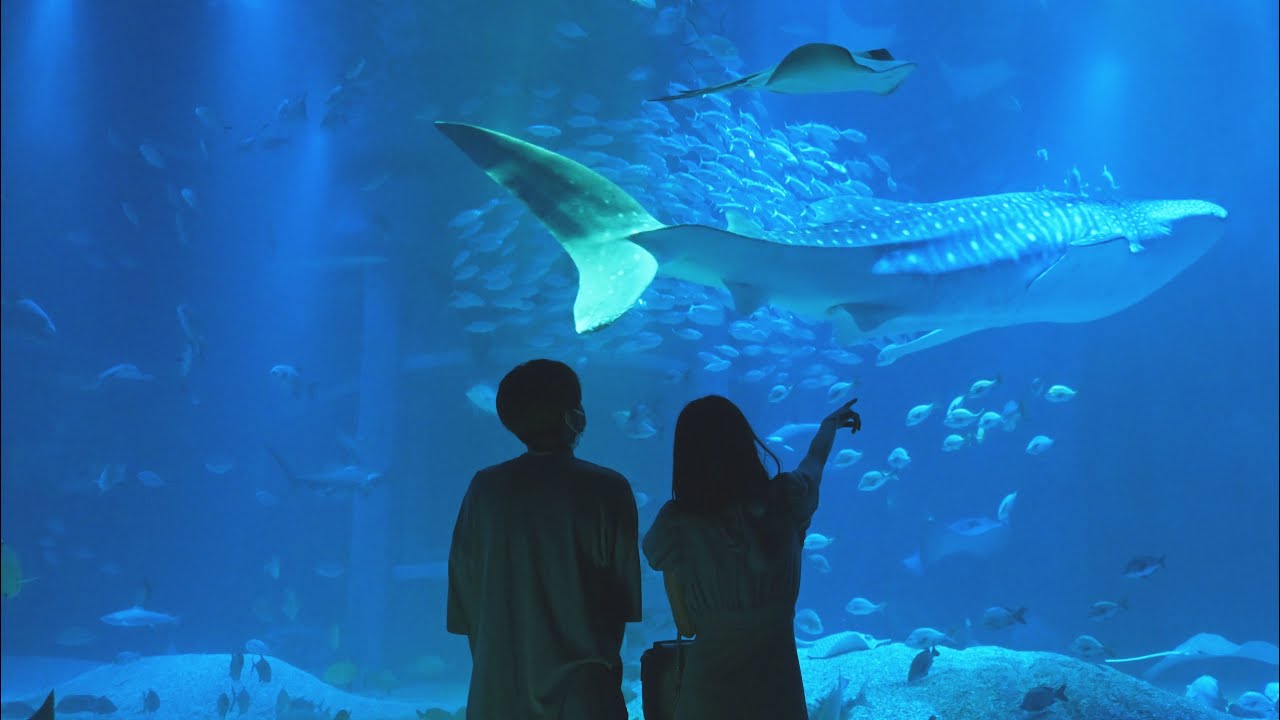 17時からは「 夜の海遊館 」