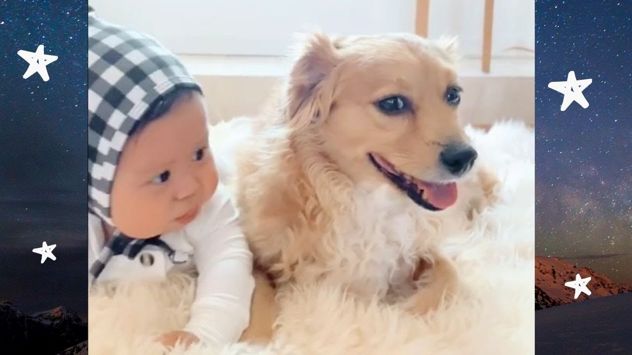 Babyer og Hunde Videoer - Du Kan Ikke Lade Være Med At Grine😂😂😂