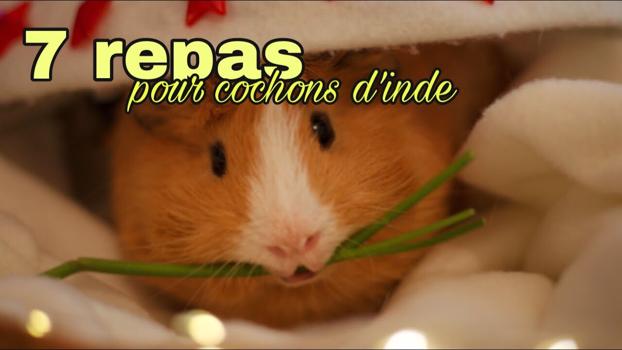 7 idées de repas avec des légumes de saison pour cochons d’Inde