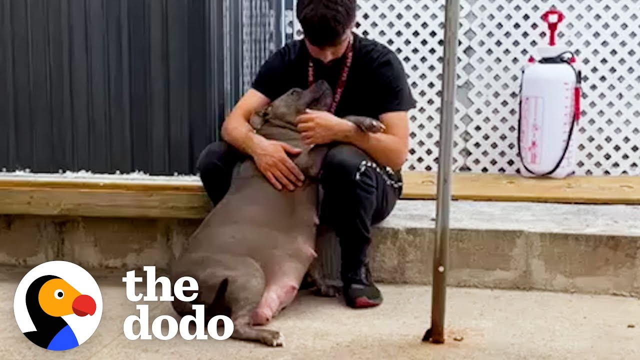 Pregnant Pittie Co-Parents With Her Sister | The Dodo
