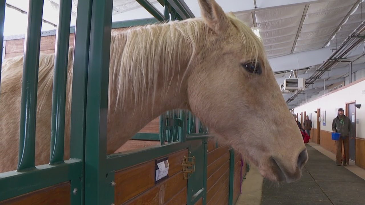 'Trigger' The Horse is Recovering After Being Pulled Behind Truck