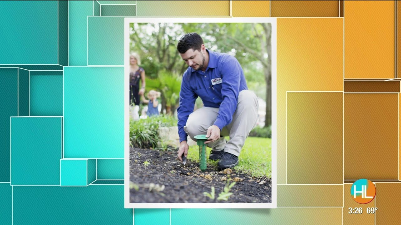 Termite Season is Here: What you need to know to protect your home from damage | HOUSTON LIFE | ...