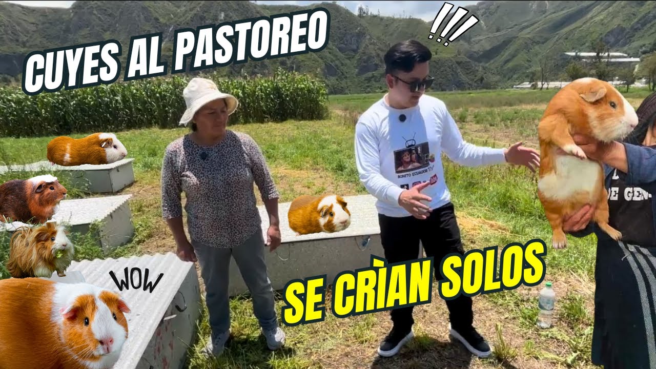 AQUÌ Pastan a los Cuyes - Pataì - Salcedo Cotopaxi
