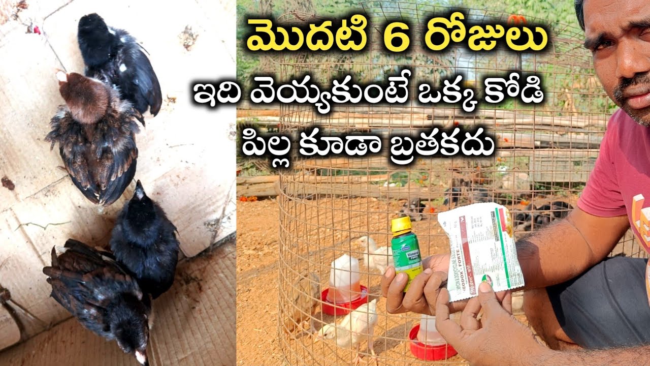 మొదటి వారంలో జాతి కోడి పిల్లలకి ఎలాంటి మందులు వాడాలి కోడి పిల్లల్ని ఎలా పెంచాలి జాతి కోడి పిల్లలు