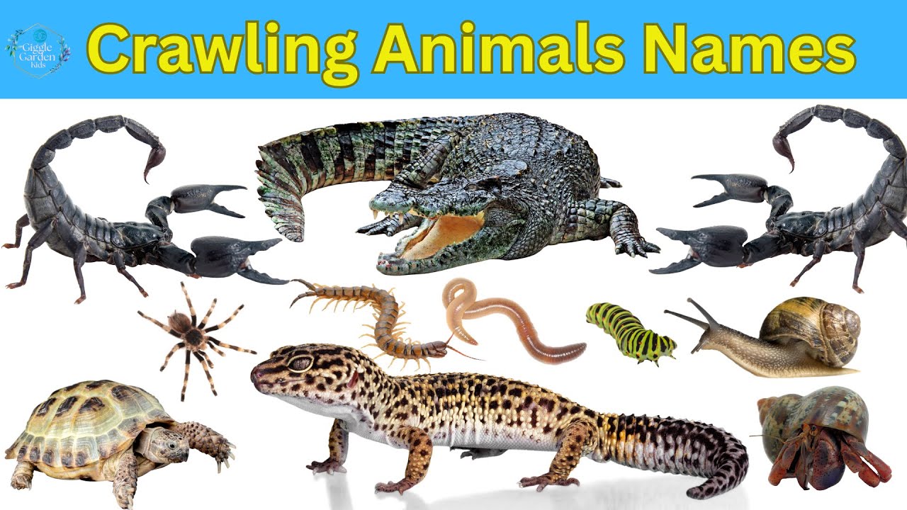Crawling Animals Name for Kids | Learn Reptiles & Insects in English with Pictures #crawlinganimals