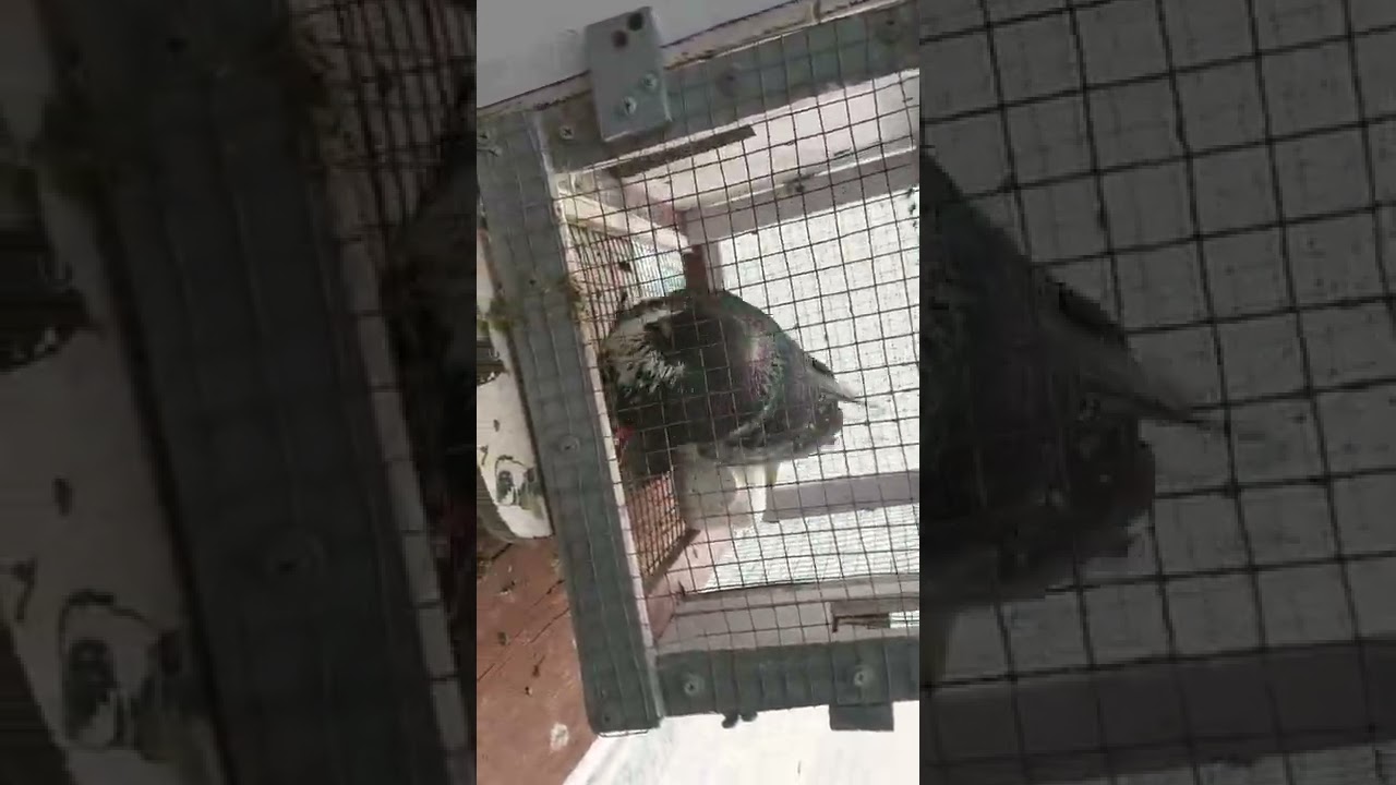 adaptación de un palomo ya volado en otro lugar .