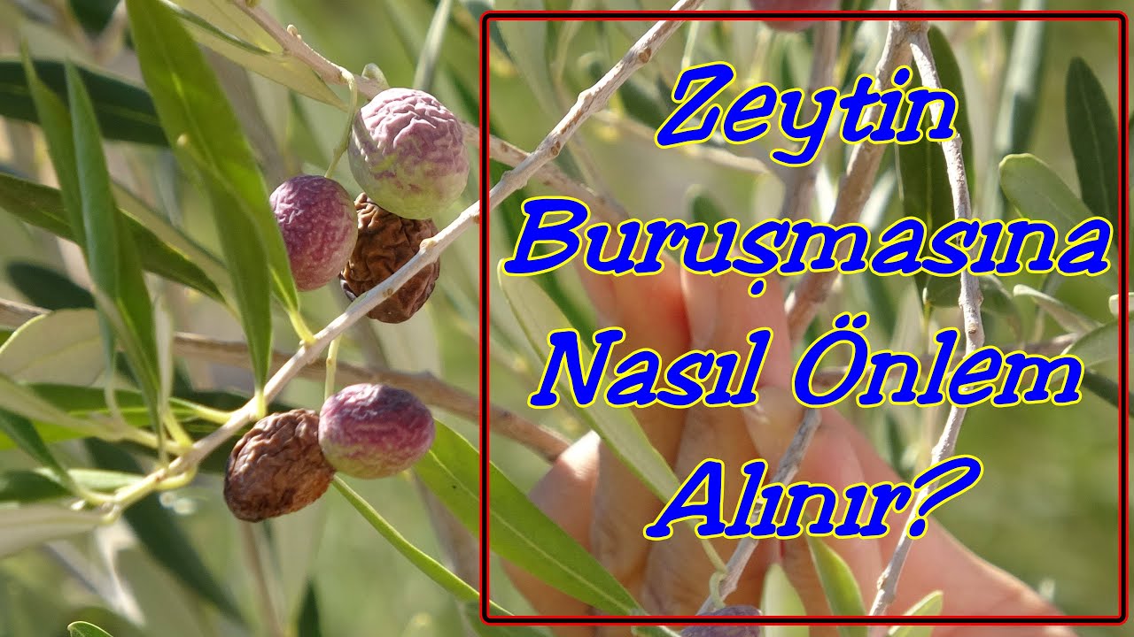 Zeytin Neden Buruşur?