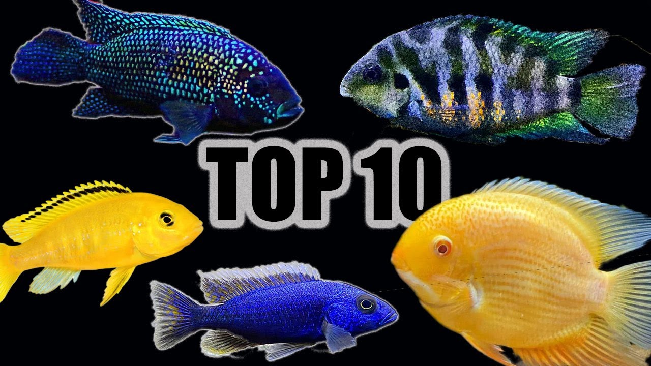 Top 10 Cichlids for Beginners