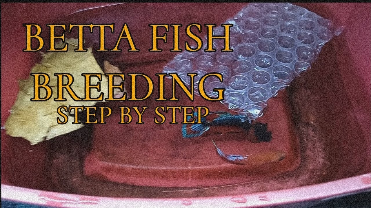 Betta Fish Breeding Step By Step | Tagalog