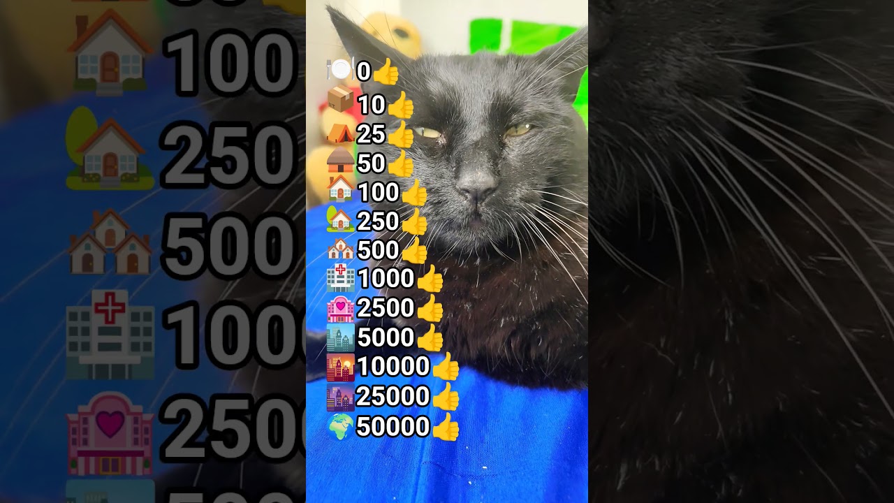 help the Bobby cat part 18