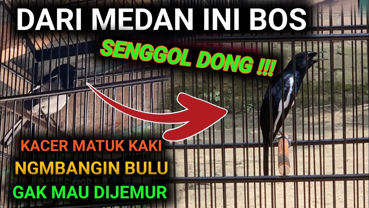 CUKUP 2 HARI RAWATAN ONLINE BURUNG KACER INI UDAH GAK KUAT MINTAK DI VIRALKAN TERENDING DI YOUTUBE