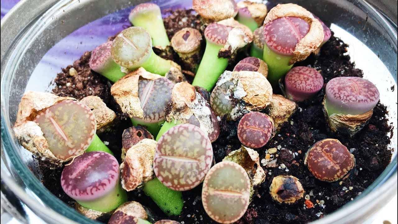 ❀ 2-  VLOG VEGETAL - 🌸 Orchidées en détresse, Vanille & Lithops Alias Plantes Cailloux 🌿