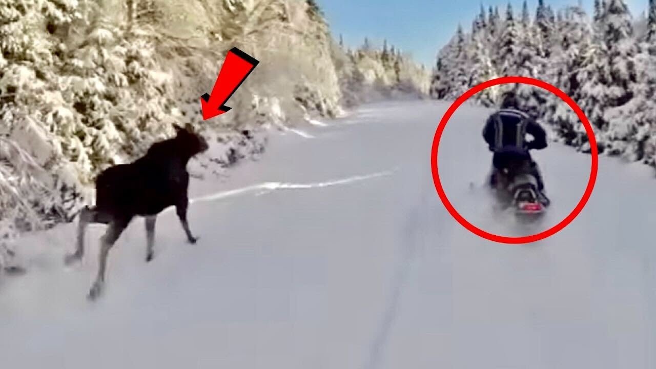 7 Moose Encounters That Will Make You Panic