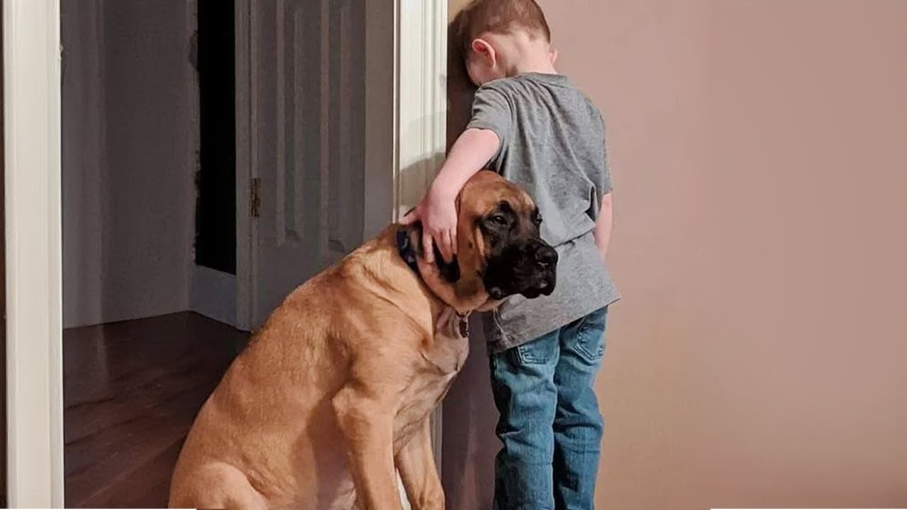 Some angels choose fur instead of wings 🐶 Best Animal Videos
