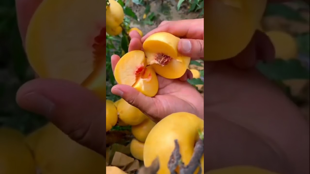 Full yellow peach #peach #hybrid #fruit #yellow #fruits