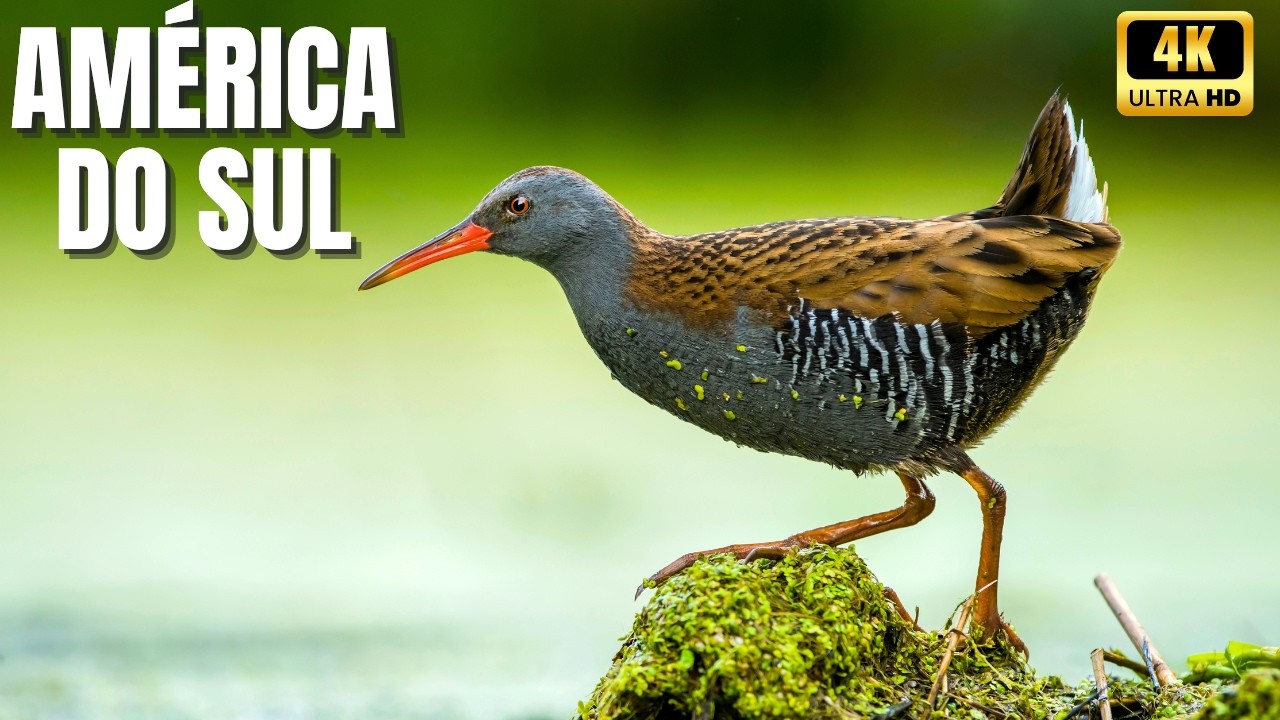 As Maravilhas Selvagens da América do Sul — O Continente Mais Rico da Terra - Documentário