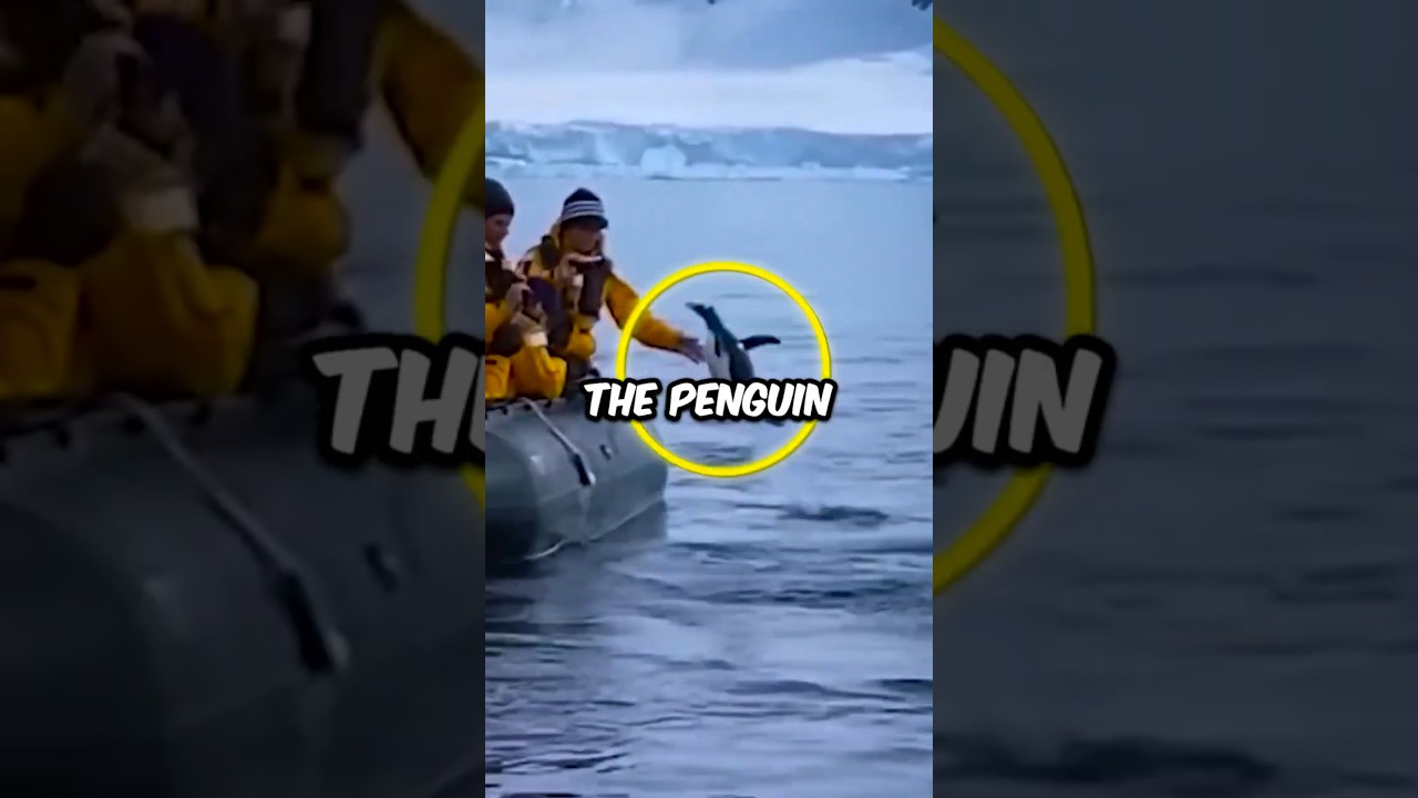 Penguin Ran Away from his Death #shorts