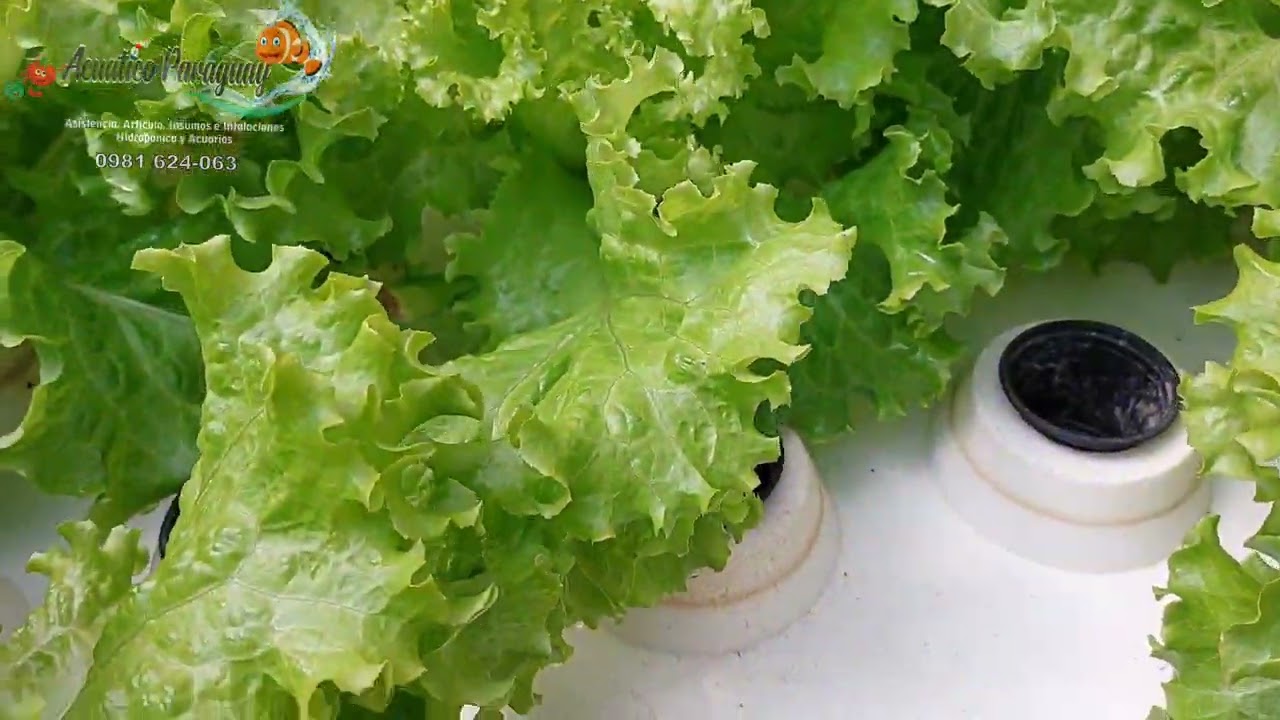 Raíz flotante recirculante - Sistema  hidroponico en  Paraguay