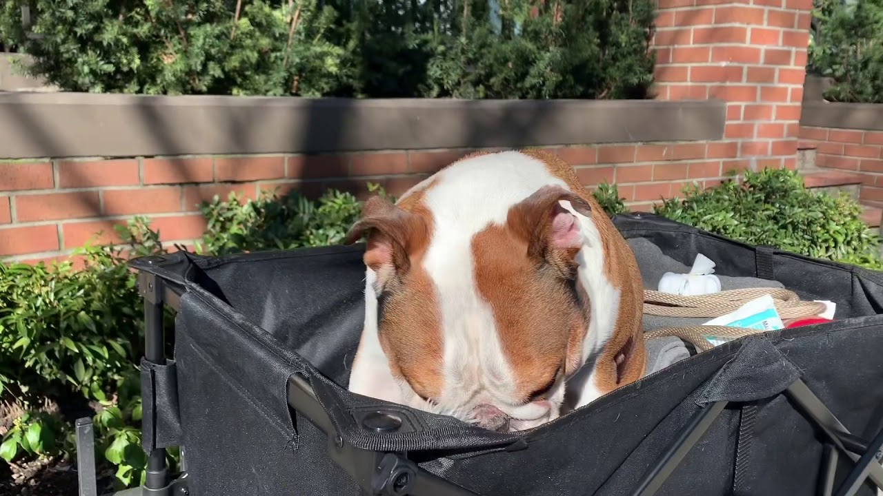 Daily Dog Vlog - 7 days until TPLO surgery