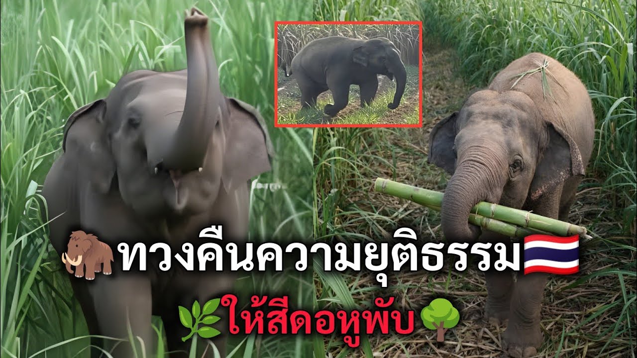ทวงคืนความยุติธรรมให้สีดอหูพับ