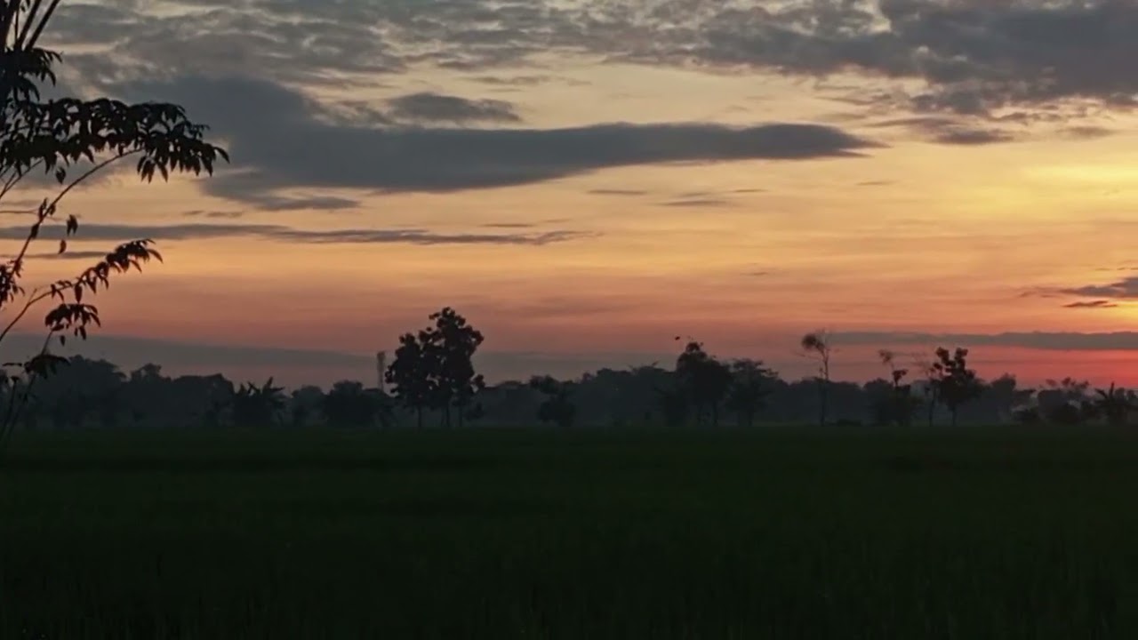 Senja di Sawah 🌅 Suasana Tenang yang Bikin Hati Adem