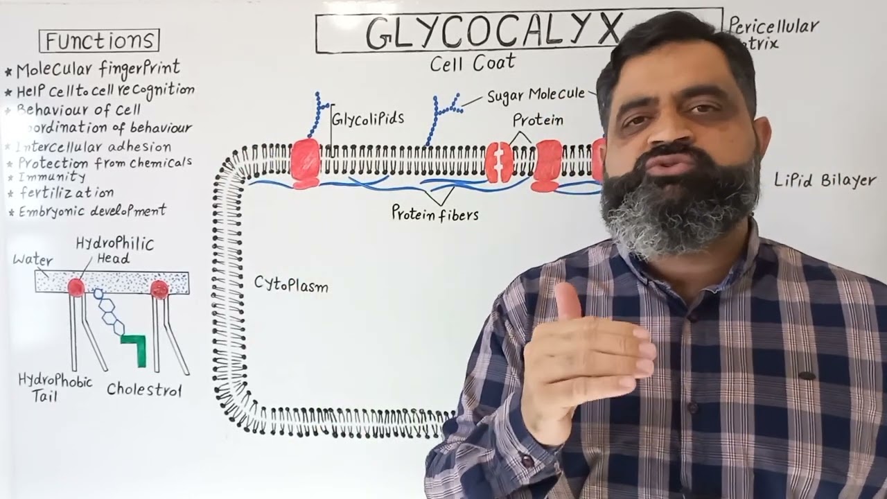 Glycocalyx English medium @prof.masoodfuzail| Cell coat | Pericellular Matrix |