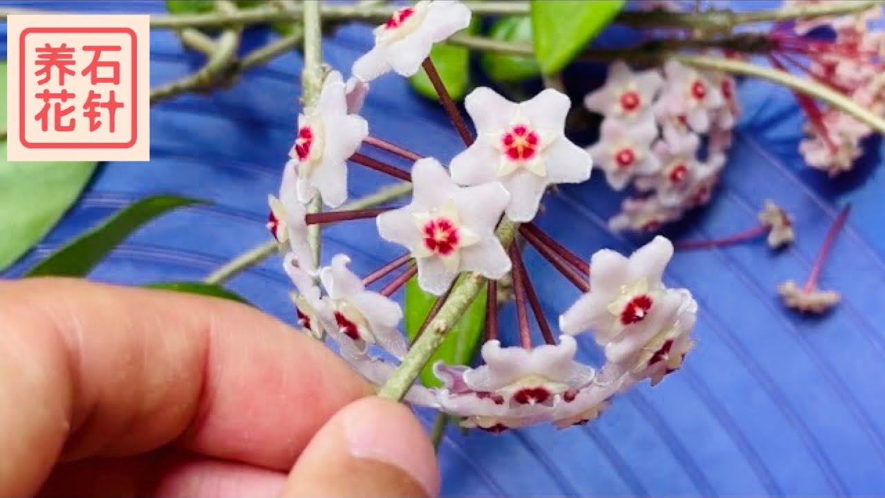 球兰开花 - 总结几个小经验 - hoya