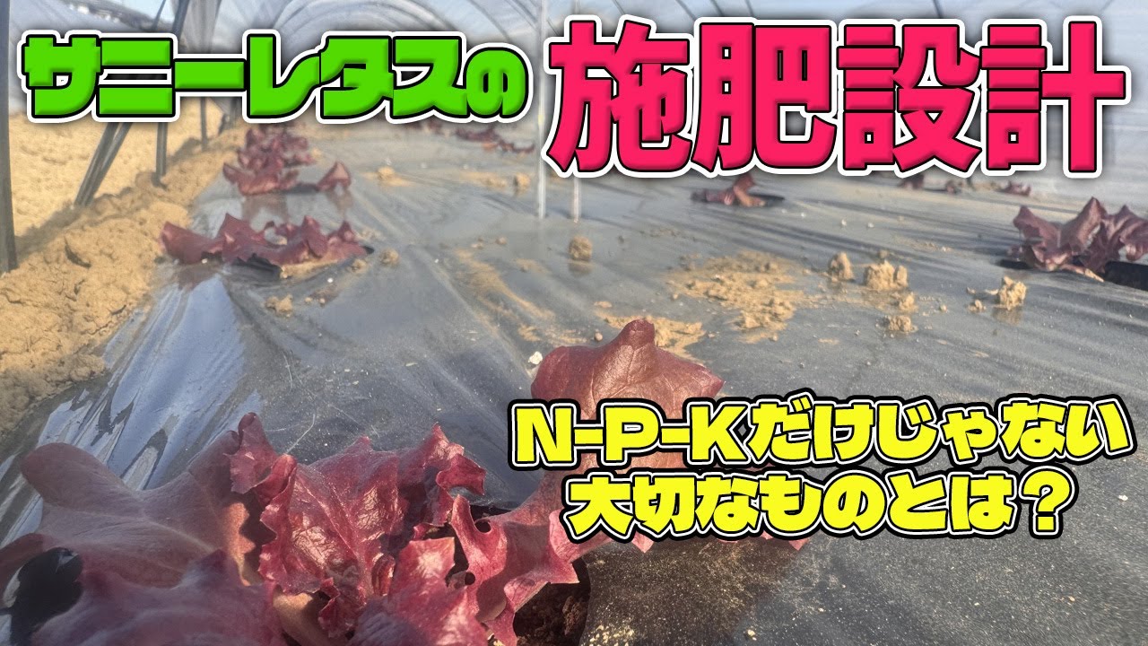 【サニーレタス】最初に肥料で入れておくべき欠かせない要素とは？